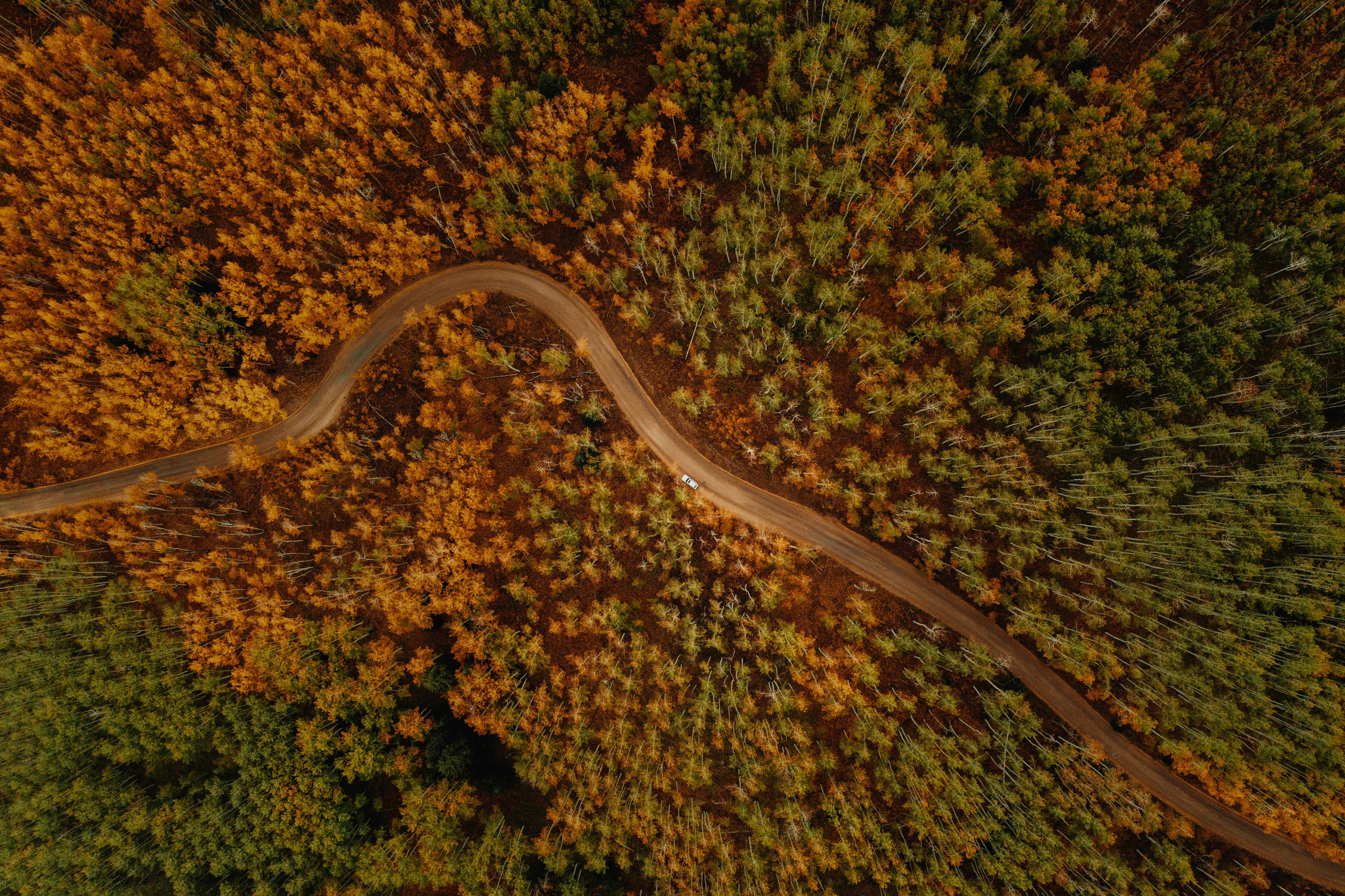 aerial view of green trees